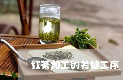 红茶加工的关键工序/2023041538503