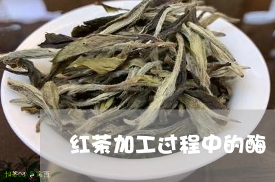 红茶加工过程中的酶/2023031993940