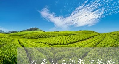 红茶加工过程中的酶/2023041597473