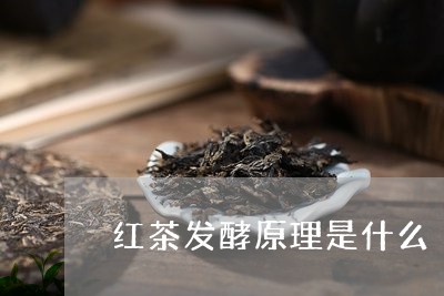 红茶发酵原理是什么/2023031912969