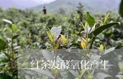 红茶发酵氧化产生/2023032450682