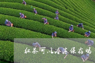 红茶可以冷冻保存吗/2023031938593