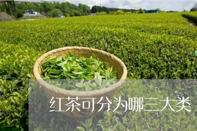 红茶可分为哪三大类/2023031838483