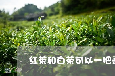 红茶和白茶可以一把壶吗/2023032631824