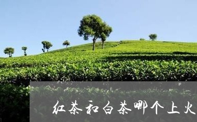 红茶和白茶哪个上火好些/2023032602695