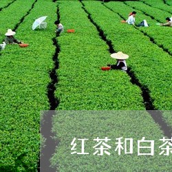 红茶和白茶哪个对肝脏好/2023032680581