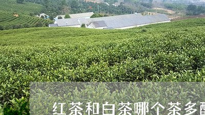 红茶和白茶哪个茶多酚重/2023032769682