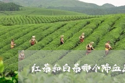 红茶和白茶哪个降血压好/2023032750704