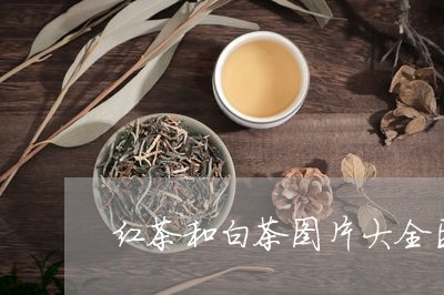 红茶和白茶图片大全区别/2023032745149