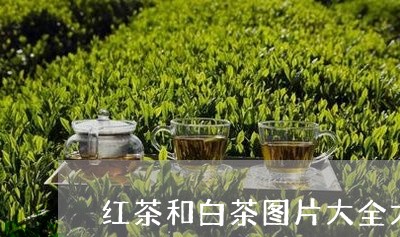 红茶和白茶图片大全大图/2023032708583