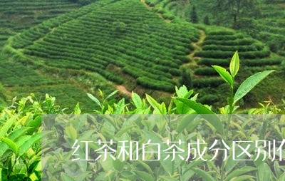 红茶和白茶成分区别在哪/2023032747258