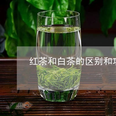 红茶和白茶的区别和功效/2023032731614