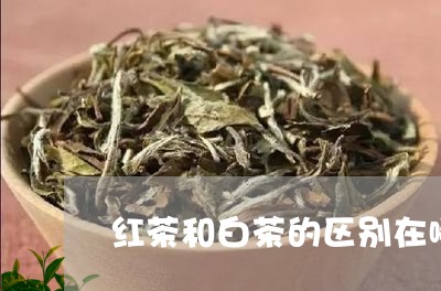 红茶和白茶的区别在哪里/2023032758272