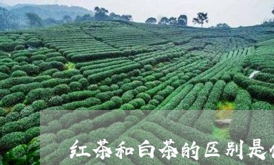 红茶和白茶的区别是什么/2023032789380