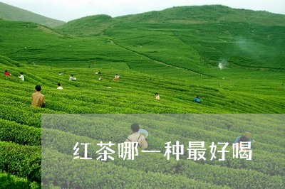 红茶哪一种最好喝/2023032209402