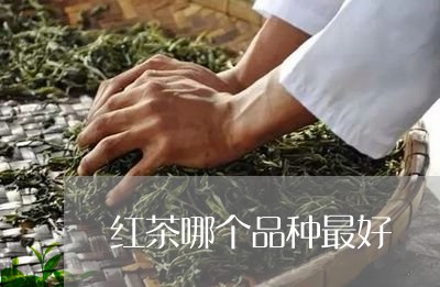 红茶哪个品种最好/2023032409483