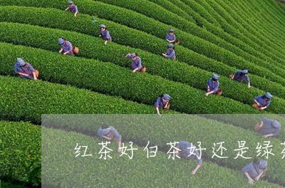 红茶好白茶好还是绿茶好/2023032782848