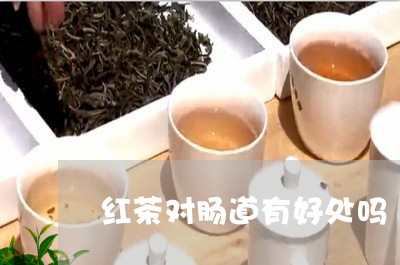 红茶对肠道有好处吗/2023041448594