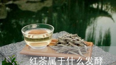 红茶属于什么发酵/2023032374350