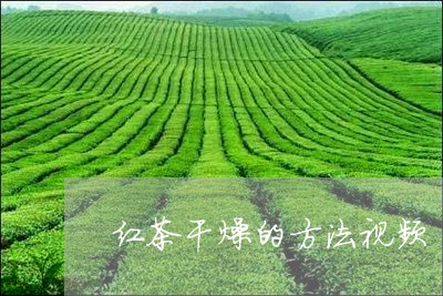 红茶干燥的方法视频/2023041432825