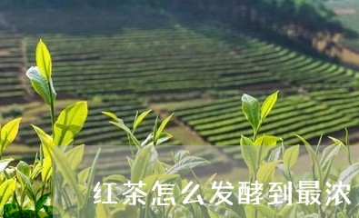 红茶怎么发酵到最浓/2023031930414