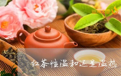 红茶性温和还是温热/2023031808258