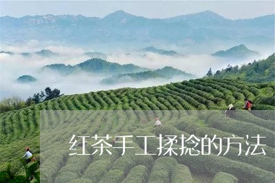 红茶手工揉捻的方法/2023041428380