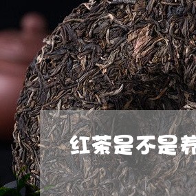 红茶是不是养胃的茶/2023031904060