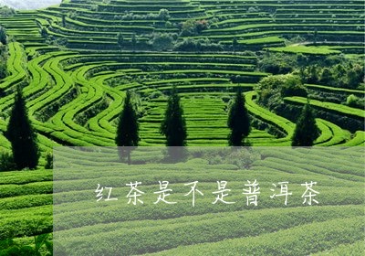 红茶是不是普洱茶/2023031822703