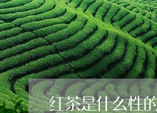 红茶是什么性的茶/2023032353625