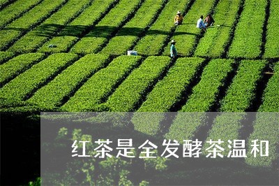 红茶是全发酵茶温和/2023041475047