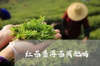 红茶普洱茶减肥吗/2023041052715