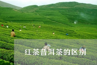 红茶普洱茶的区别/2023031855379