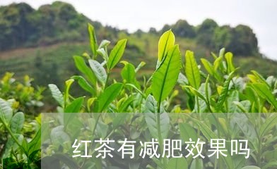 红茶有减肥效果吗/2023032240383