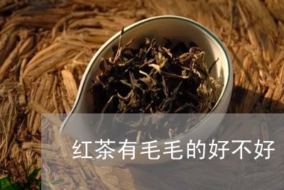 红茶有毛毛的好不好/2023041560505