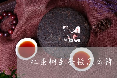 红茶树生态板怎么样/2023041567370