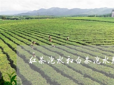 红茶泡水和白茶泡水颜色/2023032796369