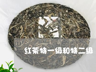 红茶特一级和特二级/2023041460581