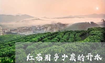 红茶用多少度的开水/2023031830592