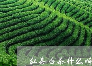 红茶白茶什么时候喝好呢/2023032775149