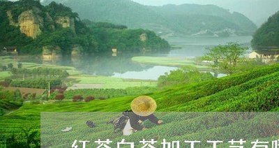 红茶白茶加工工艺有哪些/2023032709371