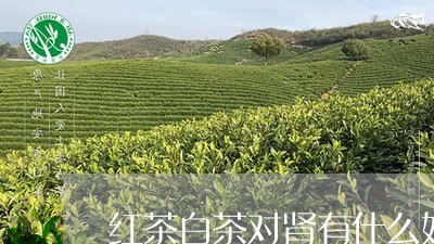 红茶白茶对肾有什么好处/2023032794038