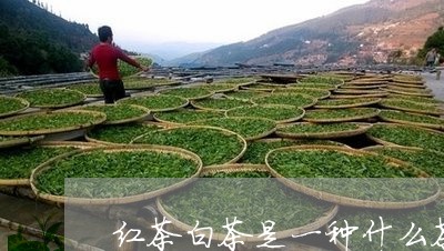 红茶白茶是一种什么茶叶/2023032714284