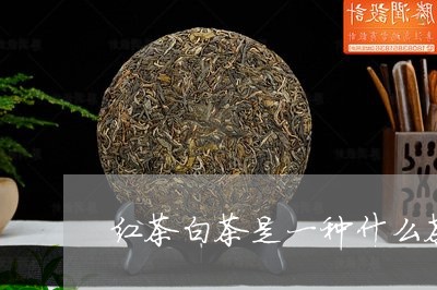 红茶白茶是一种什么茶类/2023032736407