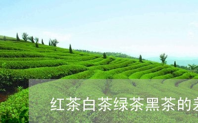 红茶白茶绿茶黑茶的差别/2023032791815