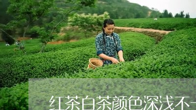 红茶白茶颜色深浅不一致/2023032791716