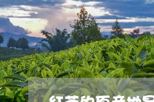 红茶的原产地是哪里/2023041697794