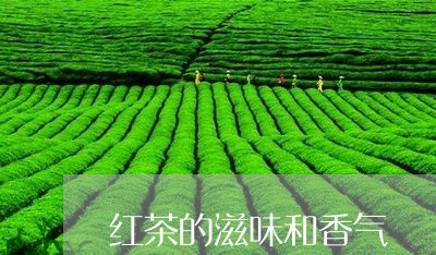 红茶的滋味和香气/2023032498381