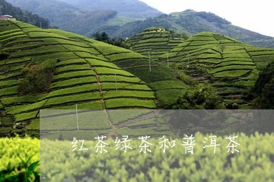 红茶绿茶和普洱茶/2023041056370