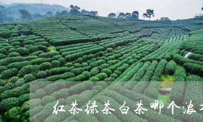 红茶绿茶白茶哪个浓香好/2023032705060